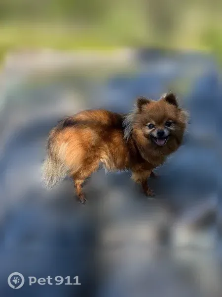 Lost Dog, Branstetter Street, 4329, Dunsmuir — female, old and tiny - photo