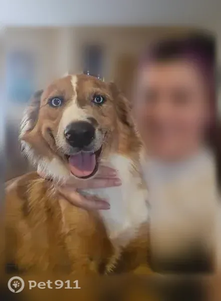 Lost Dog, North Dysart Road, 3135, Avondale, Avondale — female Aussie/German Shepherd mix - photo