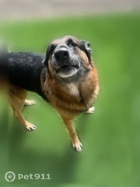 Lost dog, male — West Jomax Road, 16160, Surprise, Surprise — 7-year-old German Shepherd - photo