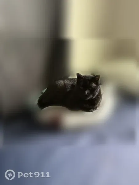 Lost cat, male, West 144th Court, 1134, Westminster, Westminster — two cropped ears - photo