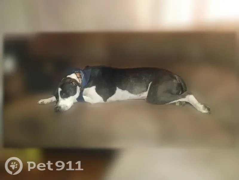 Lost female dog, Grandview Road, 9507, Kansas City, Lenexa — black and white with two collars - photo