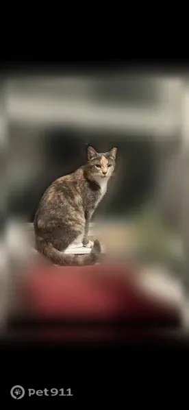 Lost cat, North Massachusetts Avenue, 3018, Tampa — clipped ear and white chest - photo