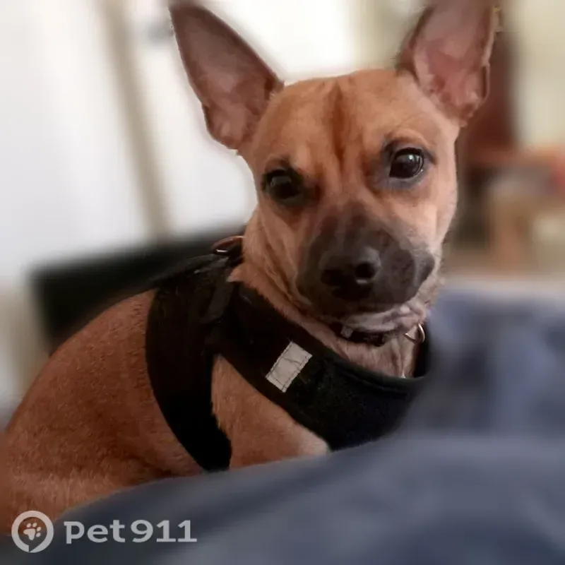 Lost dog, East Pinchot Avenue, 3240, Phoenix — male - photo