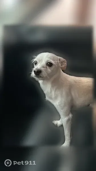 Lost dog, Harrison Street, 68990, Thermal — male Chihuahua with a white coat and brown back and ears - photo