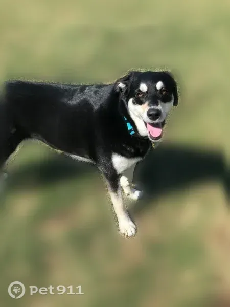 Lost dog, Abets Creek Path, 3, East Patchogue — female, black and tan - photo