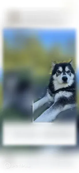 Lost female dog, Clinton, North Carolina, Arlington — 9 years old, medical needs - photo