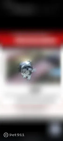 Lost dog, 1st Avenue South, 619, Kent — shy male Shih Tzu - photo