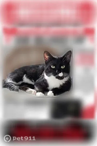 Lost male cat, Central Avenue, 42, Buckeye Lake — black-and-white coat - photo