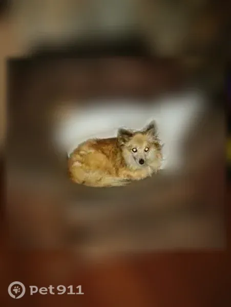 Lost dog, Grooms Road, 650, Bruceton — female - photo