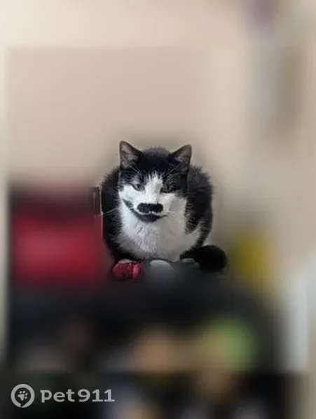 Lost cat, North Ellis Street, 3223, Chandler — small female with white feet - photo