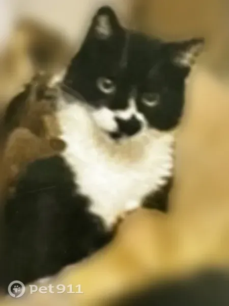 Lost cat, male, Logee Street, 397, Woonsocket — friendly but skittish, with a black paw-like marking on his white muzzle - photo