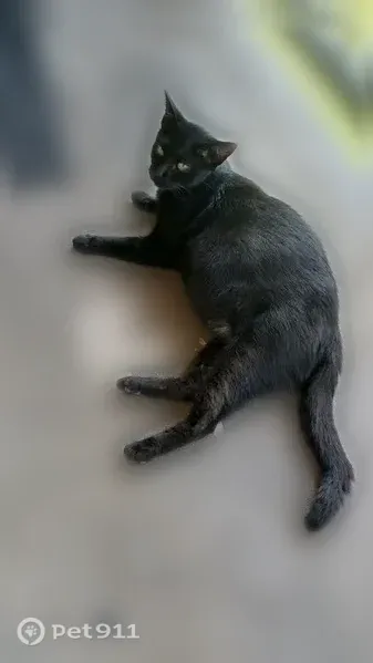 Lost cat, Arkansas 247, 697, Russellville, Russellville — feral female with gold-green eyes - photo