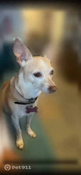 Lost dog, female, North Central Avenue, 1001, Phoenix — small dog with a red collar - photo