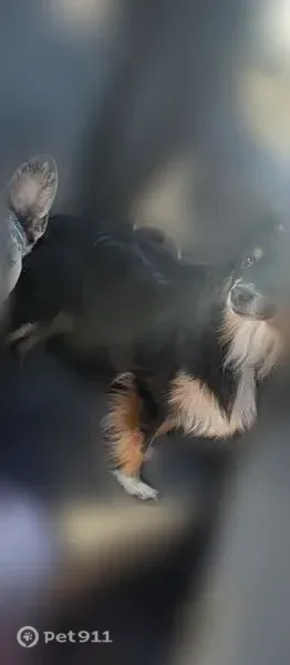 Lost female dog, American Boulevard, 639, Warner Robins — black, brown and white trim - photo