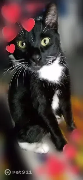 Lost cat, Illahee Road Northeast, 6845, Bremerton — male tuxedo cat, 7 years old - photo