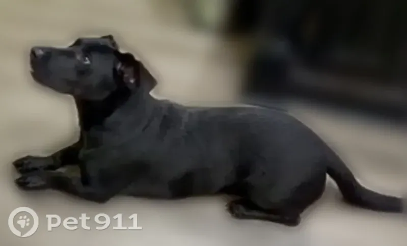 Lost dog, Woodcrest Lane, 5650, Owensboro — friendly male with short legs - photo