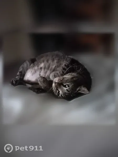 Lost male cat, Athens, West Virginia, Pineville — named Tiny, neutered - photo