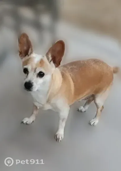 Missing dog Female, Buckeye (usl549830) - photo