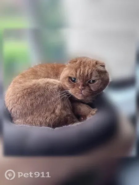 Lost cat, Godman Avenue, 2970, Chico — older orange Scottish Fold, male - photo