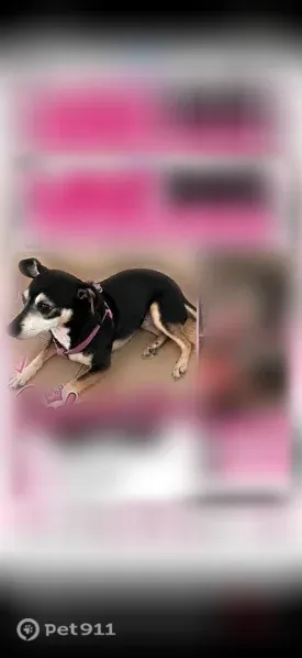 Missing dog Female, Lithonia (usl549844) - photo