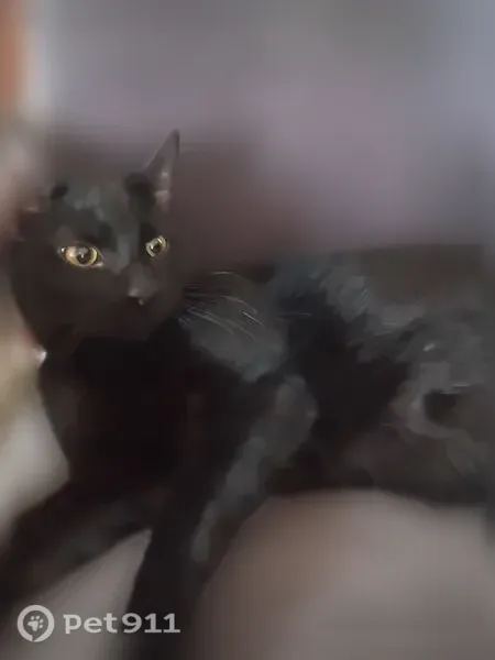 Lost cat, West Altos Drive, 8293, Arizona City — female with yellow eyes - photo