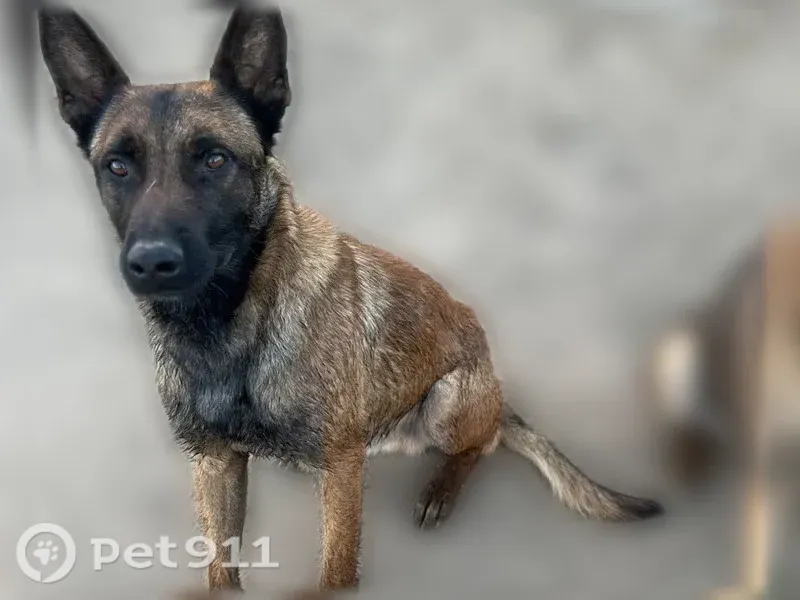 Lost dog, male, South Rose Avenue, 2155, Fresno — friendly and responds to basic commands - photo
