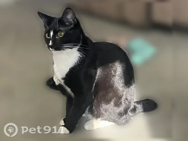 Lost cat, Herrell Road, 521, Villa Rica — male with a short nub tail - photo