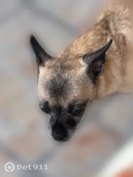 Lost dog, Northwest 99th Court, 12761, Hialeah Gardens — small female named Cloe - photo