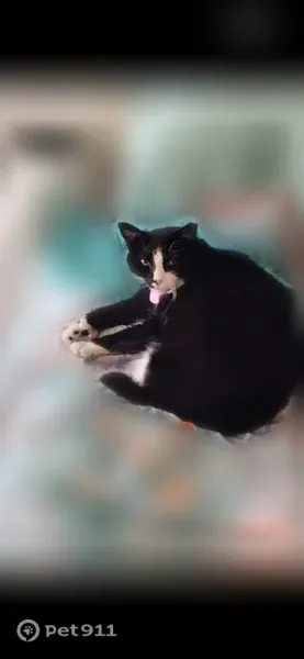 Lost cat, Valley Drive, 275, Milford — male black-and-white tuxedo with orange collar - photo