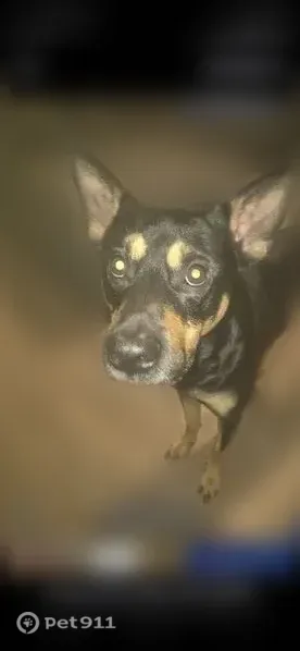 Lost male dog, Cornell Avenue, 116, San Antonio — prominent ears, red inside - photo