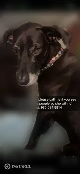 Lost female dog, Saint Louis Street, 509, Baton Rouge — black collar with hearts - photo