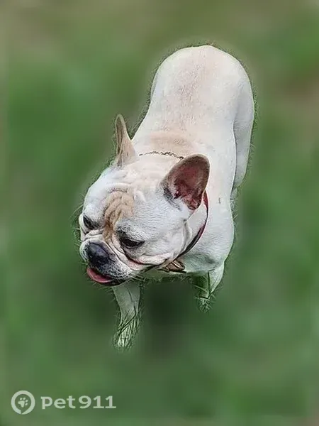 Lost dog, Trent Walk Drive, 5700, Stonecrest — male dog with removed tags - photo