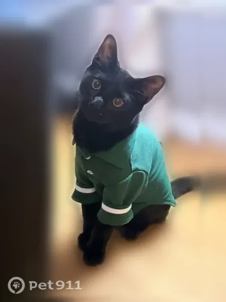 Lost cat, Stagecoach Road, 12301, Little Rock — black male cat with orange eyes - photo