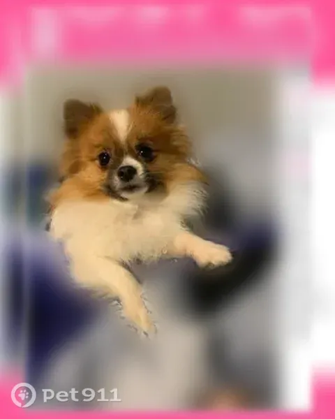Lost dog, H Street, 320, Bakersfield, Rocklin — female, microchipped - photo
