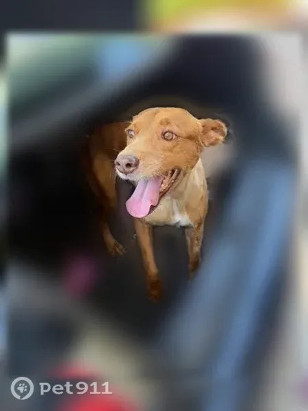 Lost dog, Valle Tila Drive, Socorro, El Paso — friendly female with a brown collar - photo