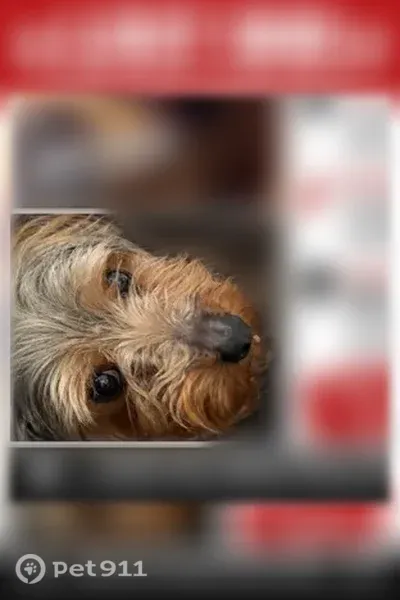 Lost dog, East 57th Avenue, Denver — gray, tan and brown coat - photo