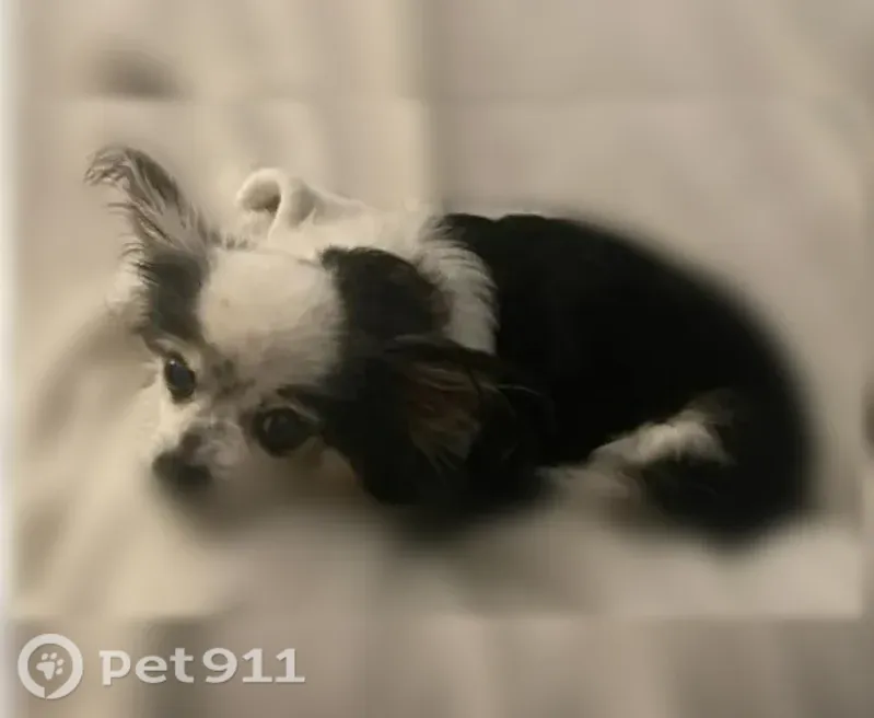 Lost female dog, Meadow Ridge Drive, 501, St. Augustine — blind and needs medication - photo