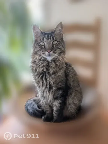 Lost male cat, Adams Street, 1332, Denver — long fluffy black/brown/cream tabby coat - photo
