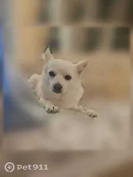 Lost dog, Sky Blue Drive, Springfield, Alexandria — male, white and small - photo