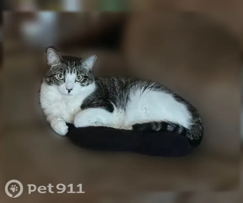 Lost female cat, Oxford Avenue, 5410, Raytown — white belly and spotted nose - photo