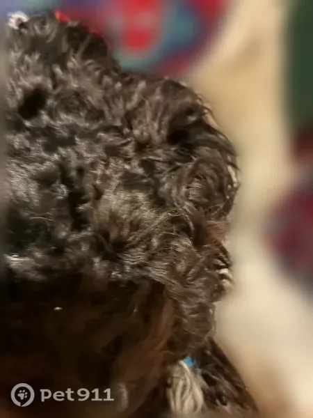 Lost dog, male, Cleveland, Texas, Cleveland — wearing a bow tie collar - photo