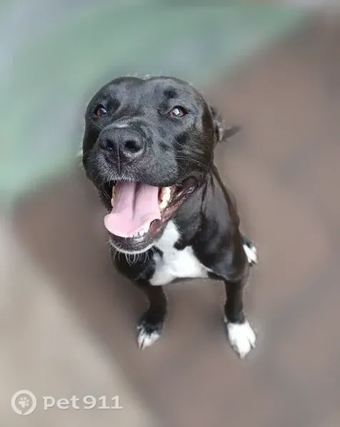 Lost dog, female, Elysian Fields Avenue, 6166, New Orleans — black with white markings - photo