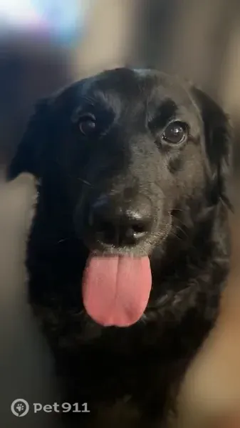 Lost dog, Crinnion Avenue Northeast, 12825, Cedar Springs, Manhattan — all-black female retriever - photo
