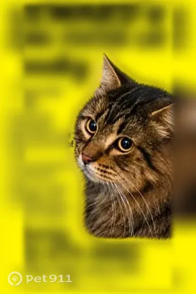 Lost Cat, Wintergreen Lane, 5480, Reno, Rocklin — male - photo