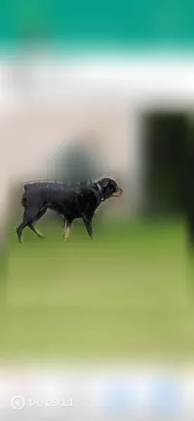 Lost dog, Willow Wood Drive, 47315, Lexington Park — large Rottweiler with a black collar - photo