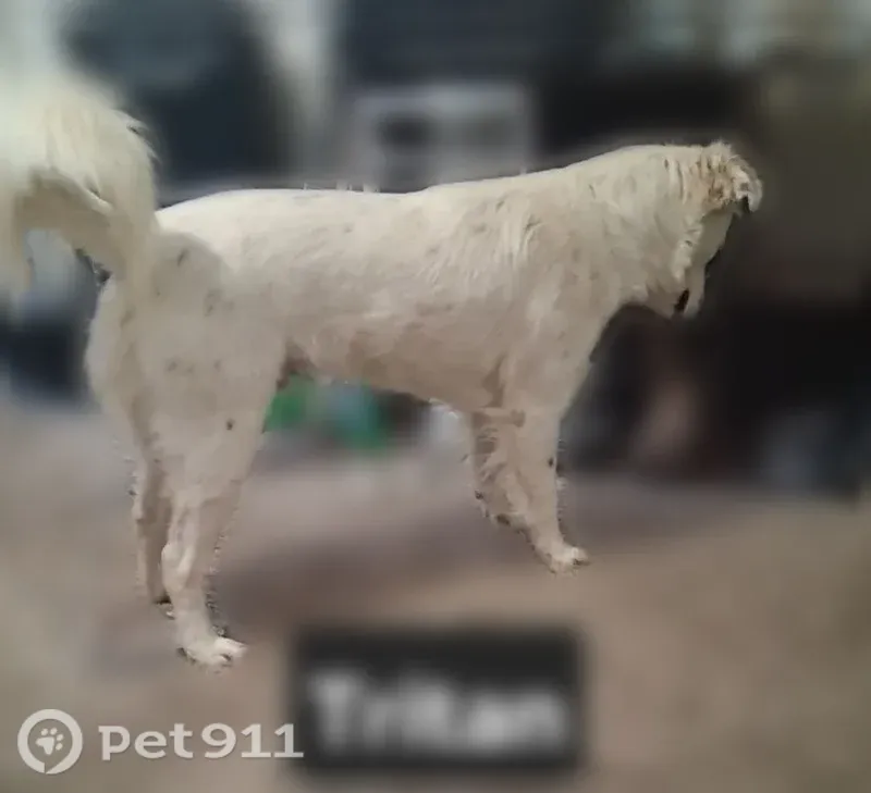 Lost Dog, Blue Bonnet Lane, 240, Childress, Schertz — Deaf Male with Black Patch Over Left Eye - photo