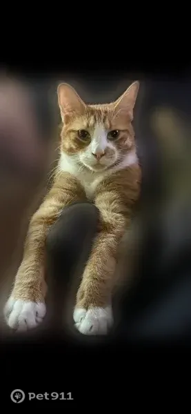 Lost male cat, Ramsey Drive, 9, Central Square, Central Square - photo