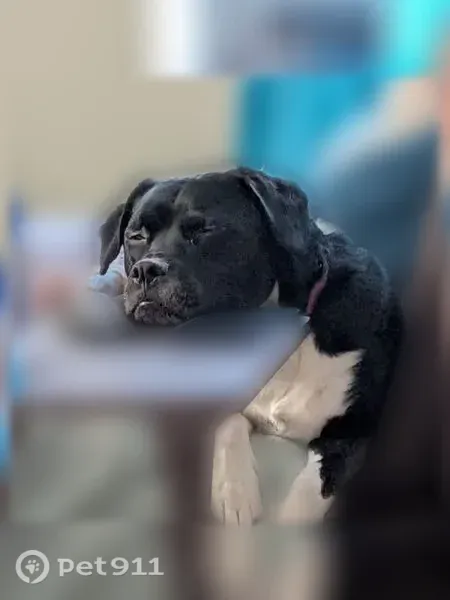 Lost Dog, Chillicothe, Ohio, Bridgeville — female with white chest and socks - photo
