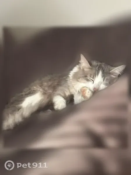 Lost cat, Lakes Edge Way, 810, Pickerington — small with green eyes - photo