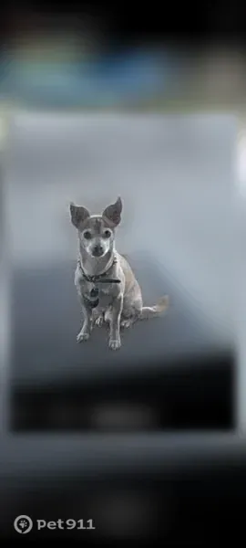 Lost male dog, Briarway Street, Pasadena — slender with a deer-like head and legs - photo